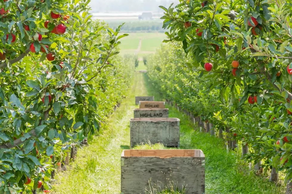 WSU: Thermal Sensors Could Prevent Apple Sunburns