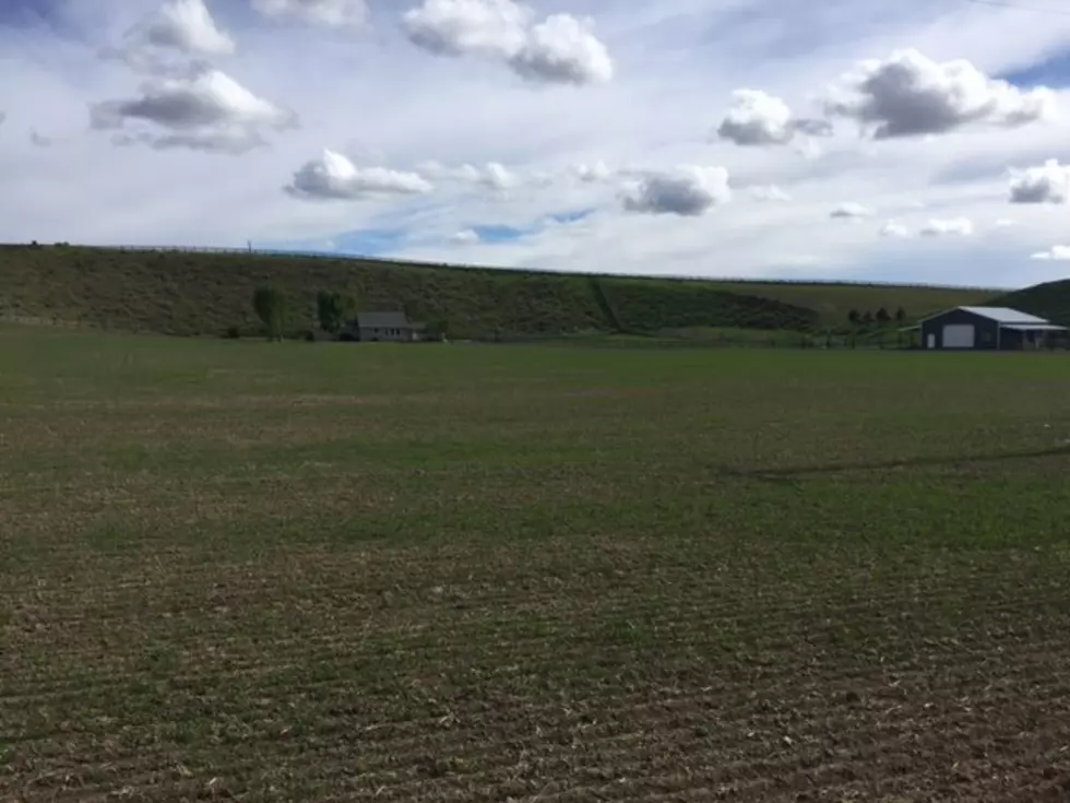 NASS: More Winter Wheat Planted Than Expected