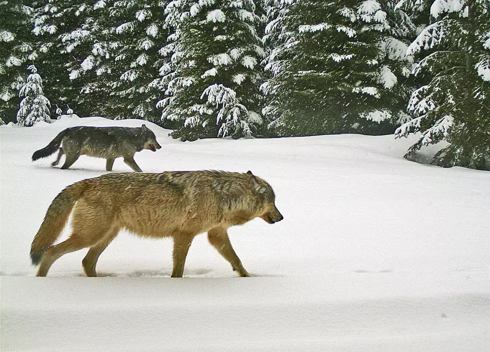 Colorado Officials Releasing Additional Wolves