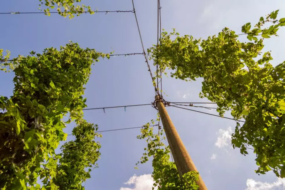 PNW, National Hop Production Down