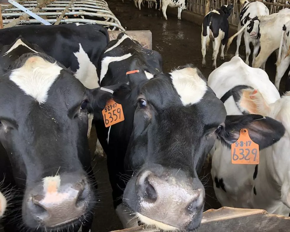 Where is the Dairy Industry Headed?