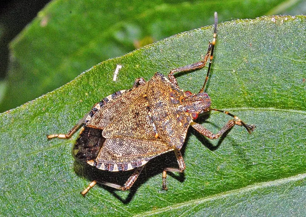Using Pheromones Against Pests