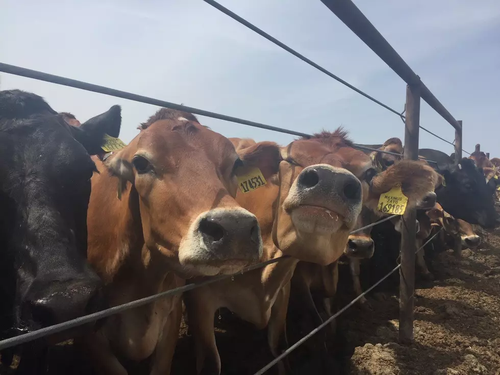 A Butterfat Boom Leaves Cheesemakers Demanding More Protein