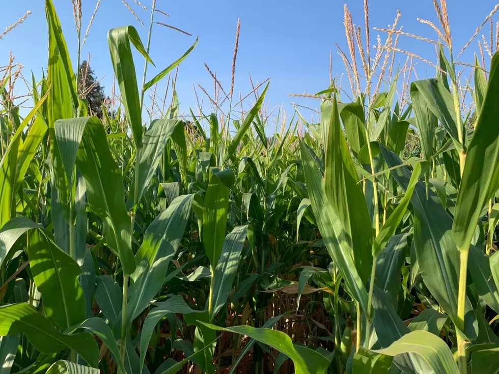 How Can Crop and Livestock Reports Be Improved? USDA Wants To Know