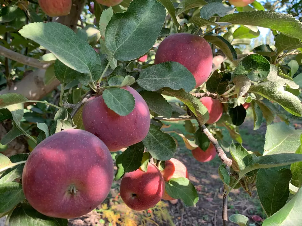 Compound Found In Extreme Conditions May Help Fruit Growers