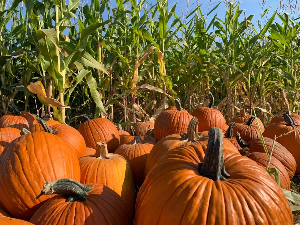 Growing Pumpkins For Your Holiday Needs