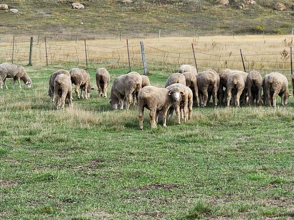 U.S. Sheep Producers Want Lamb Imports Investigated