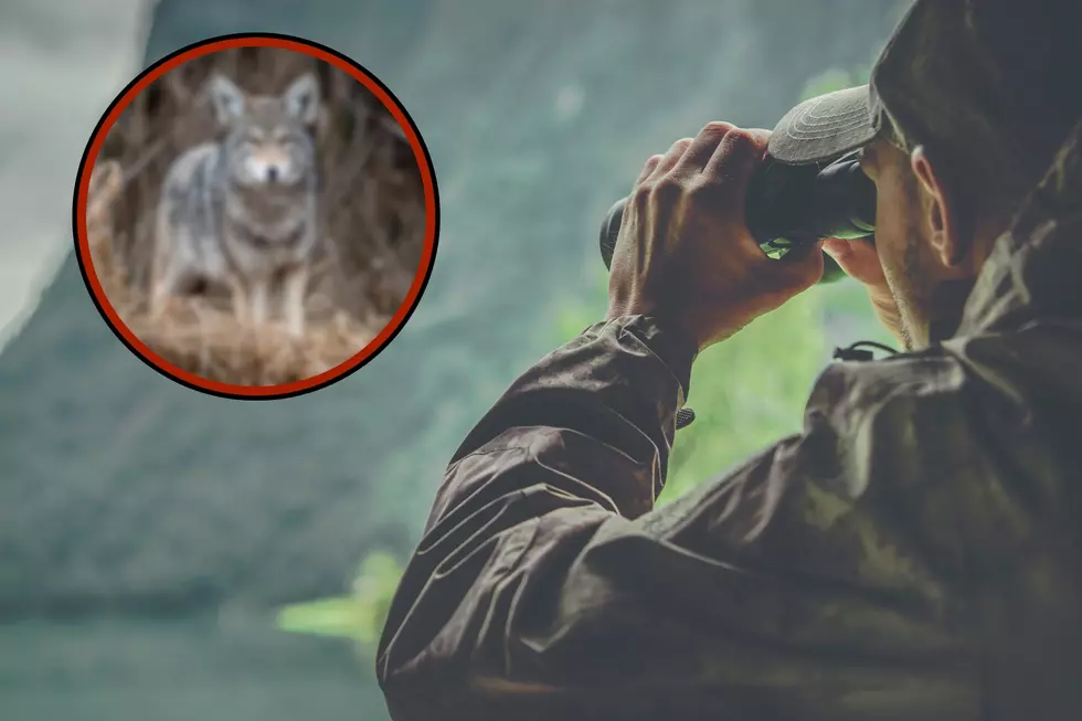 Washington State Only Allows One Animal To Be Hunted Year-Round