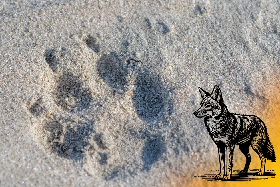 Coyote track in sand
