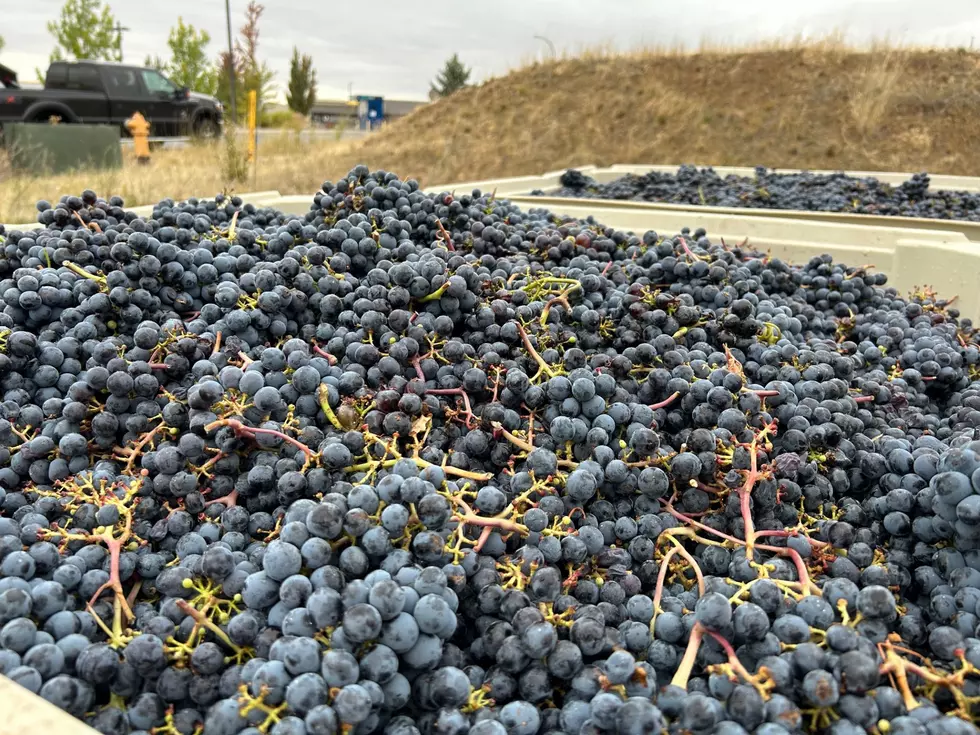 Wine Minute: Fiscal Year 2026 Projects Underway