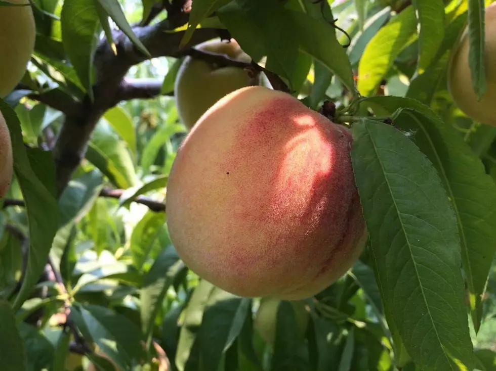 Peach Numbers Dip From 2024, Grape Numbers Increase