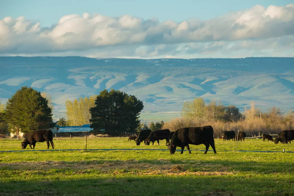 WSU To Host Pasture Workshop in March