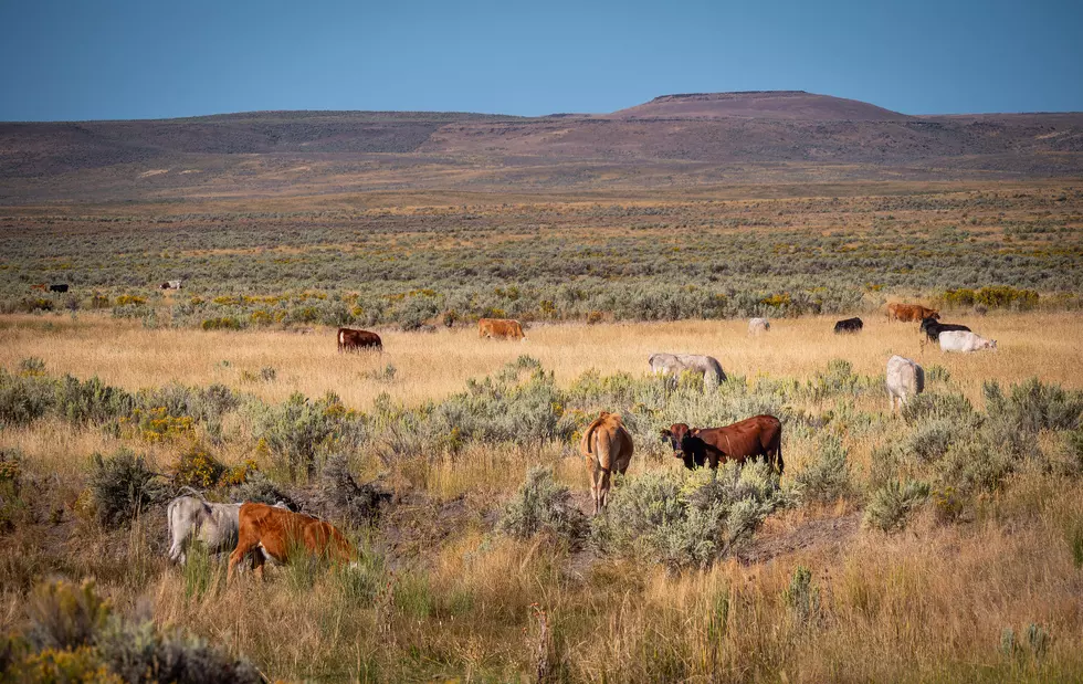 USDA Issues August Livestock Report