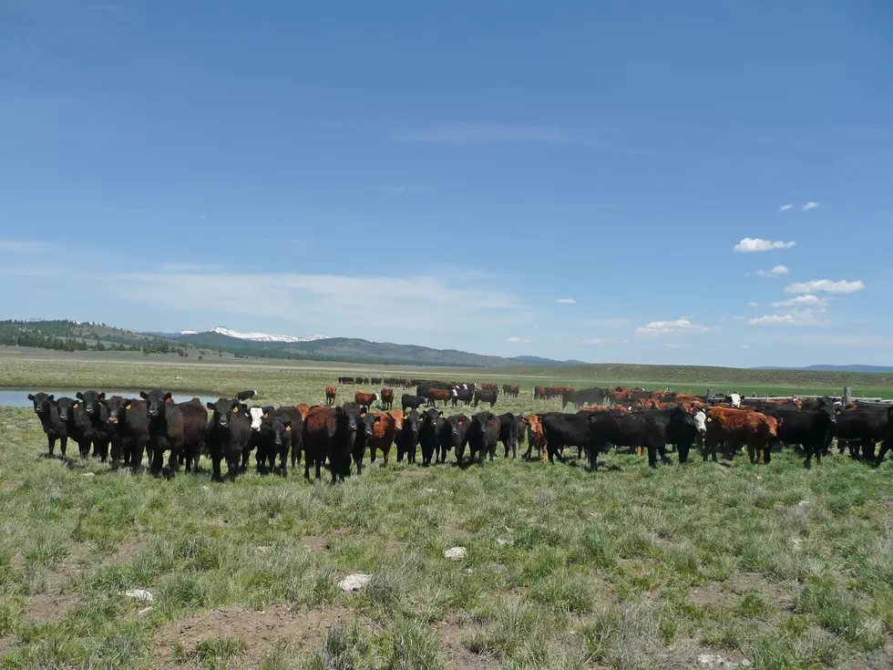 Will the Cattle Cycle Turn in 2026?