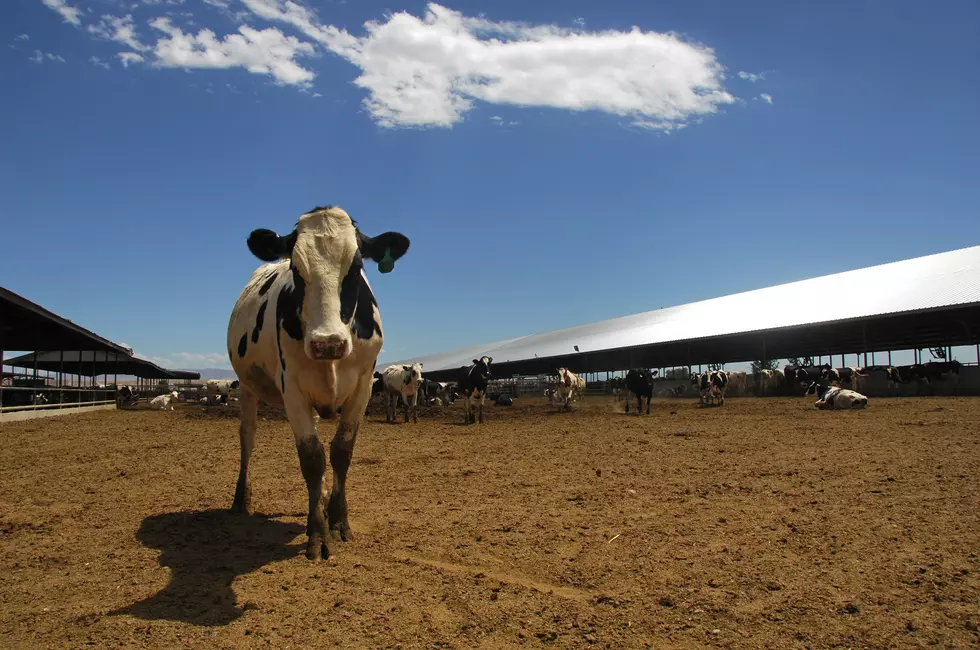 Overseas Remains A Big Opportunity For U.S. Dairy