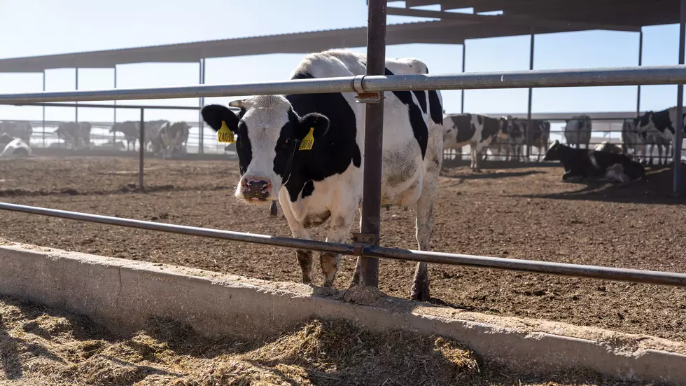 How Are Dairies Using Precision Ag?