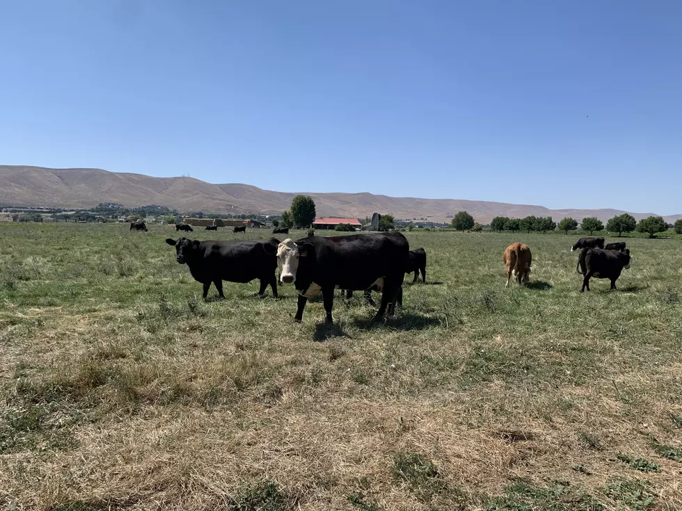Oregon Senate Looks At Allowing Lay People To Check For Cattle Pregnancy