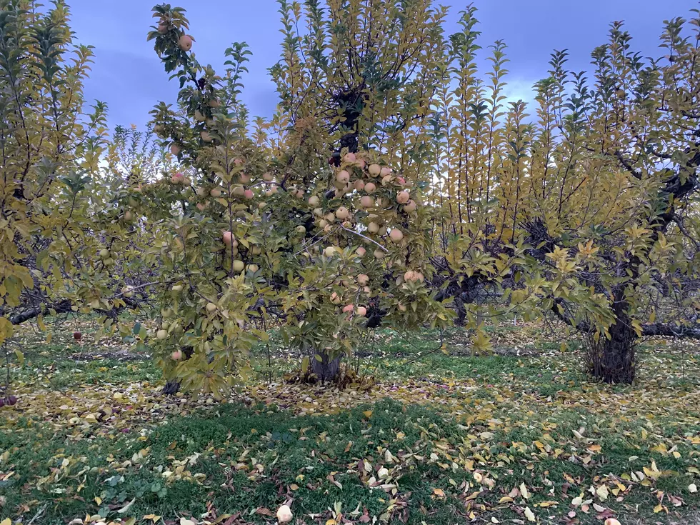 Bill Looks To Protect Washington Historic Apple Varieties