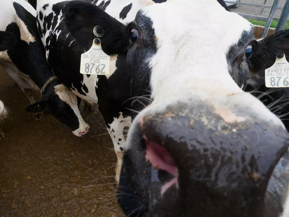Sustainability Report Tells Positive Story About Dairy