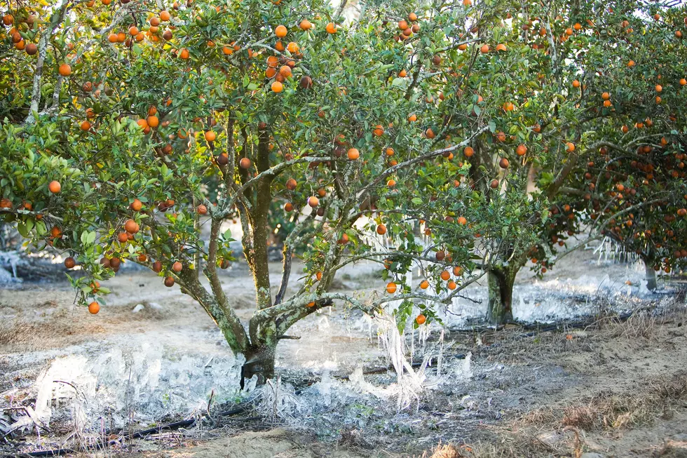 Cold Weather’s Impact on Florida Citrus, Other Crops