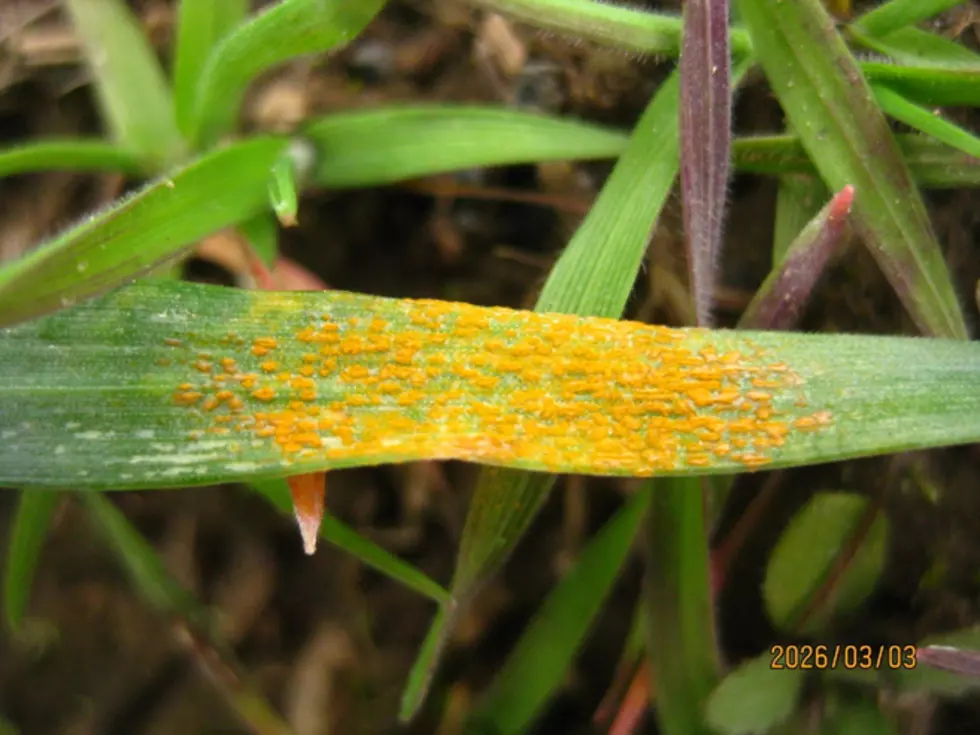 Stripe Rust Already An Issue For Central Washington Fields