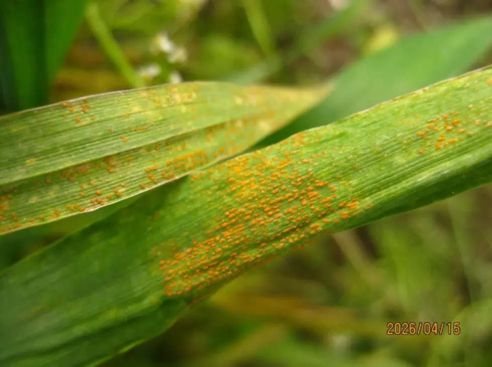 Stripe Rust Spreading Rapidly Across The Northwest